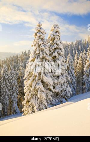 Fichte (Picea spec.), schneebedeckter Fichtenwald am Ratenpass, Zug, Schweiz Stockfoto