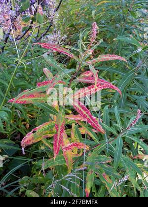 Feuerkraut, blühend sally, Rosebay Weidenkraut, große Weidenkräuter (Epilobium angustifolium, Chamerion angustifolium), mit Herbstblättern, Norwegen, Stockfoto