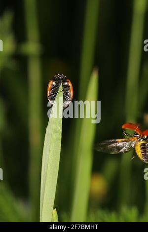 Marienkäfer mit sieben Flecken, Marienkäfer mit sieben Flecken, Marienkäfer mit 7 Flecken (Coccinella septempunctata), sitzt auf einem Blatt, Österreich Stockfoto