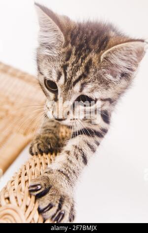 Hauskatze, Hauskatze (Felis silvestris f. catus), Kätzchen auf einem Korbsessel Stockfoto