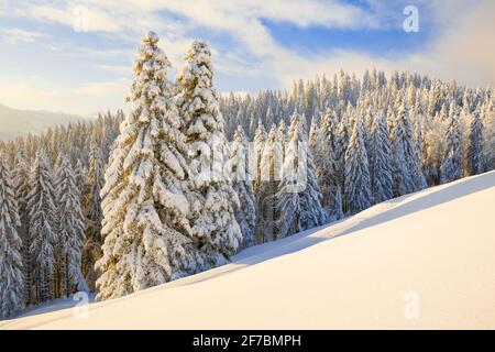 Fichte (Picea spec.), schneebedeckter Fichtenwald am Ratenpass, Zug, Schweiz Stockfoto