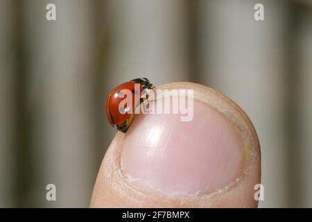 Marienkäfer mit sieben Flecken, Marienkäfer mit sieben Flecken, Marienkäfer mit 7 Flecken (Coccinella septempunctata), sitzt auf einem Finger, Österreich Stockfoto