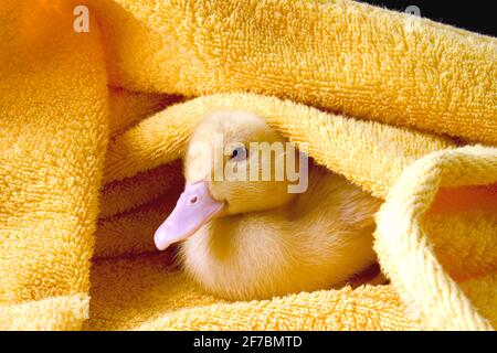 Hausente (Anas platyrhynchos f. domestica), Entlein von amonst Handtüchern Stockfoto