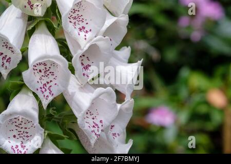 Digitalis purpurea 'Dalmatian White' (Dalmatian Series). Fuchshandschuh „Dalmatinisches Weiß“. Nahaufnahme weiße Blüten Foxglove digitalis Stockfoto