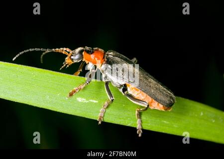 Gemeiner kantariden, gemeiner Soldatenkäfer (Cantharis fusca), sitzt auf einem Blatt, Österreich Stockfoto