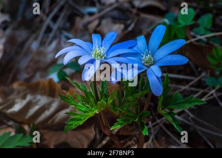 2 Blumen von Blue Anemone, Anemone apennina L., fotografiert in den Bergen. Abruzzen, Italien, Europa Stockfoto