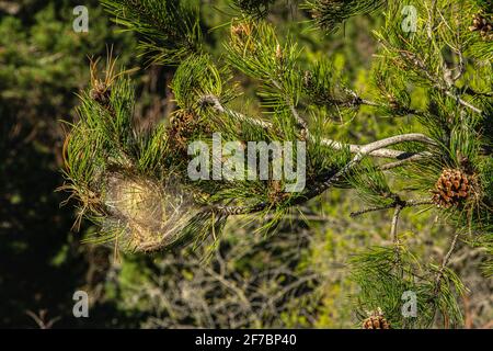 Detail eines Nestes von processionary, Thaumetopoea pityocampa, auf einer schwarzen Kiefer noch lebendig mit grünen Nadeln und Pinienzapfen. Abruzzen, Italien, europa Stockfoto