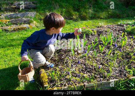 Junge hält Korb, der im Blumengarten nach Schokoladenei greift Zu Hause auf Eiersuche am Osterwochenende während der kovid19 Pandemie WALES UK KATHY DEWITT Stockfoto
