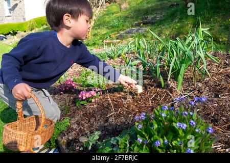 Kind Junge 4 Jahre hält Korb, der nach Schokoladenhasen greift Im Blumengarten auf Ostereiersuche Carmarthenshire Wales UK Großbritannien KATHY DEWITT Stockfoto