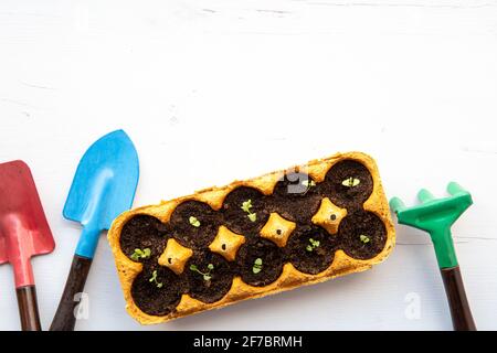 Kleine Platzen wachsen in gelber Karton Hühnereibox in schwarzer Erde. Brechen Sie den biologisch abbaubaren Papierbecher ab und Pflanzen Sie im Freien in Erde. Keine Verschwendung. Stockfoto