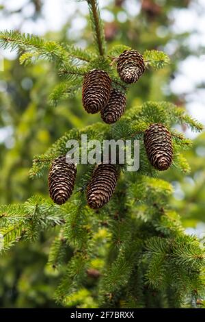 Mehrere Tannenzapfen auf dem Tannenbaum, Blick von unten, braun und grün für den Frühling. Stockfoto