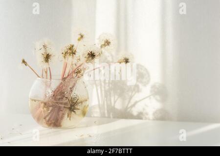 Flauschige Dandelionen in einer Glasvase. Ein zartes, luftiges Sommerbukett auf einem weißen Tisch. Heller, natürlicher Hintergrund mit weichen Schatten an der Wand des Su Stockfoto