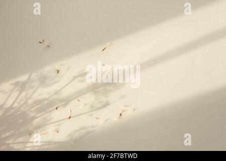 Schatten natürlicher Hintergrund von Dandelion Blumen auf beigefarbenem Papier. Abstrakte dekorative Naturkomposition in Pastelltönen. Neutrales Naturkonzept verschwommen Stockfoto