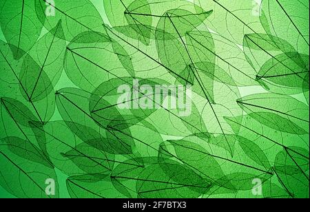 Skelettiert grüne Blätter im Licht. Blattsilhouette. Sommergrüner Hintergrund. Natur. Getrockneter Hintergrund. Stockfoto