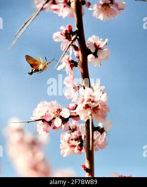 Eine Kolibri-Moth sammelt Pollen von einer rosa Blume. Stockfoto