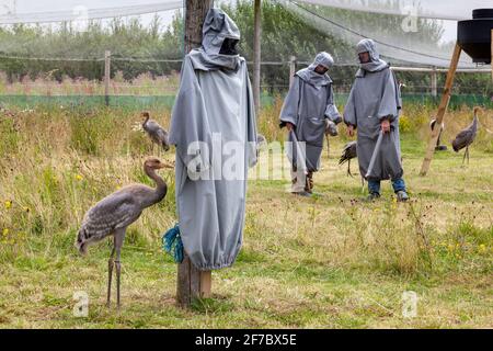 Eurasische (gewöhnliche) Kranichküken (Grus grus), die von „Kranichmüttern“, Great Crane Captive Breeding and Reintroduction Project, Slimbridge, trainiert werden Stockfoto