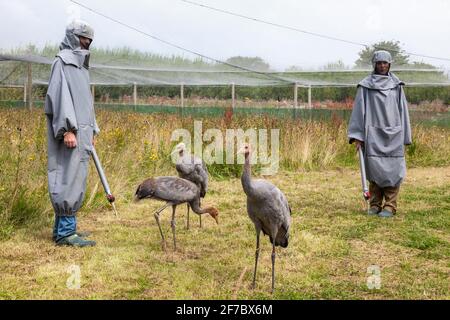 Eurasische (gewöhnliche) Kranichküken (Grus grus), die von „Kranichmüttern“, Great Crane Captive Breeding and Reintroduction Project, Slimbridge, trainiert werden Stockfoto
