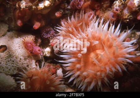 Eine Seeanemone Sagartia elegans mit anderen Tieren, Großbritannien. Stockfoto