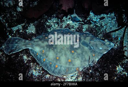 Scholle (Pleuronectes platessa) auf dem Meeresboden, Großbritannien. Stockfoto