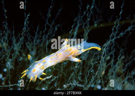 Nacktschnecken oder Seeteufelschnecke (Polycera quadrilineata) an der Seetanne, die auf einer Seeteufelschnur wächst, Großbritannien. Stockfoto