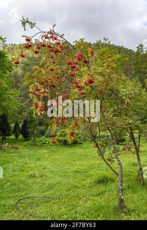 Herabhängende Bergasche mit Trauben von roten Beeren in der Herbstgarten Stockfoto