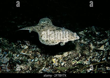 Scholle (Pleuronectes platessa), die über dem Meeresboden schwimmt, Großbritannien. Stockfoto