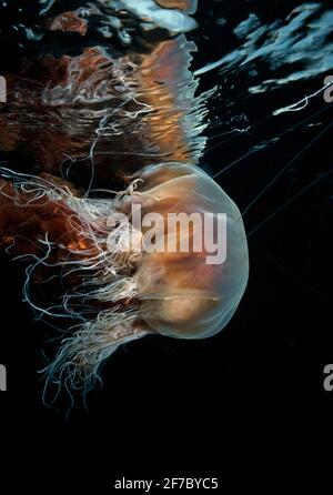 Lions Mähne Qualle (Cyanea capillata), die auf dem Oberflächenwasser abdriften und sich dort spiegeln, Großbritannien. Stockfoto