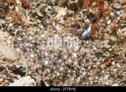 Scholle (Pleuronectes platessa) junger Fisch nur wenige Wochen nach der Besiedlung, Großbritannien. Stockfoto