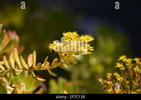 Aeonium Zwartkop, eine subtropische Sukkulente mit goldgelben Blüten auf einem natürlichen grünen Hintergrund. Stockfoto