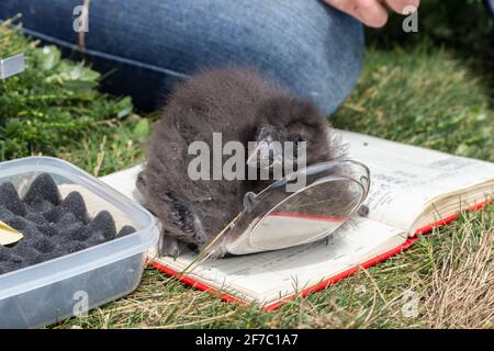 Wiegepuffin (Fratercula Arctica) Küken, Inner Farne, Farne Islands, Northumberland, Großbritannien Stockfoto