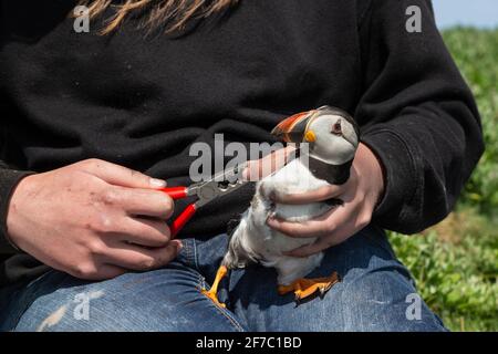 Ringing Paffin (Fratercula arctica), Inner Farne, Farne Islands, Northumberland, Großbritannien Stockfoto