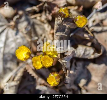 Nahaufnahme der erste Frühling Blumen unter verwelkte Blätter. Selektiver Fokus mit geringer Tiefenschärfe. Stockfoto