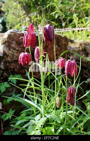 Purple Fritillaria meleagris, Schlangenkopflilie oder Fritillary, blüht im April Sonnenschein, Cornwall, Großbritannien Stockfoto