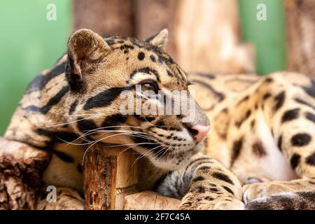 Nahaufnahme eines Ozelots - Leopardus pardalis - auf einem Ast. Die wilde Katze starrt von der Kamera weg. Stockfoto