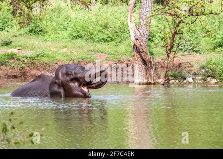 Elefanten baden in einem Waldteich Stockfoto