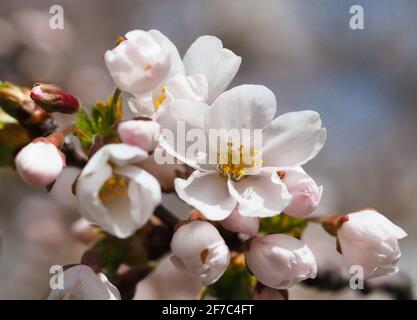 Potsdam, Deutschland. April 2021. Die Sonne scheint auf den weißen Blüten der japanischen Zierkirschen im Lustgarten. Quelle: Soeren Stache/dpa-Zentralbild/dpa/Alamy Live News Stockfoto