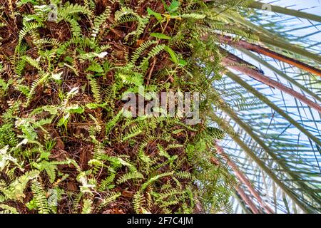 Nahaufnahme eines Palmenstamms mit Farnen, Miami, Florida, USA Stockfoto