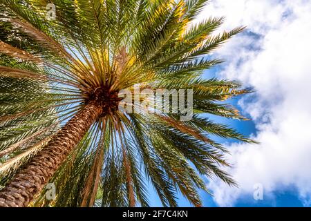 Blick nach oben auf eine Palme mit strahlenden Wedeln vor dem hellblauen Himmel von Miami, Florida, USA Stockfoto