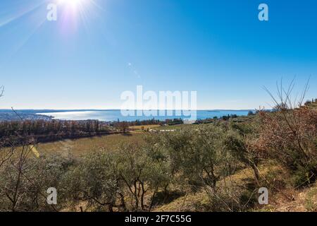 Terrassierte Felder mit Weinbergen und Olivenhainen an der Küste des Gardasees (Lago di Garda), in der Nähe des kleinen Dorfes Bardolino, Verona, Italien. Stockfoto
