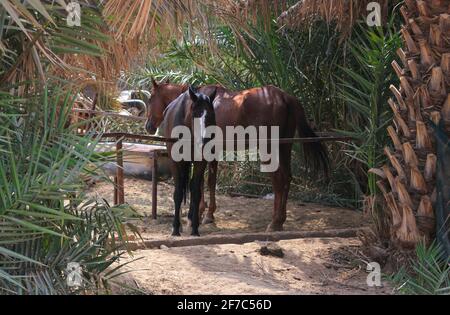 Arabisches Pferd Stockfoto