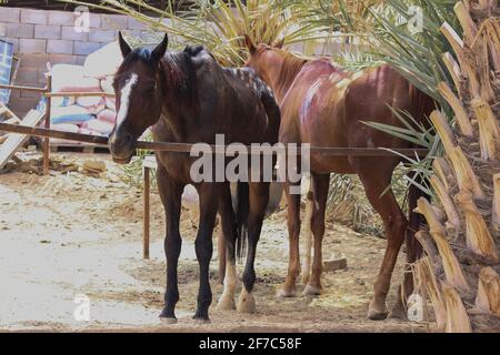 Arabisches Pferd Stockfoto