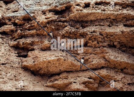 Drei Schwalben halten an einem elektrischen Draht neben Felsen fest Wand mit Nestern an der Küste des Schwarzen Meeres Stockfoto