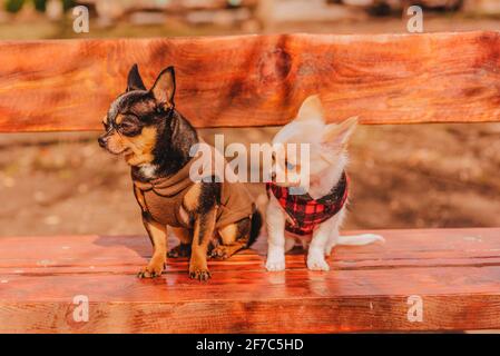 Zwei kleine chihuahua Hunde auf der Bank. Niedliche Haustiere im Freien. Zwei Chihuahua Hunde auf einer Bank in Kleidung. Stockfoto