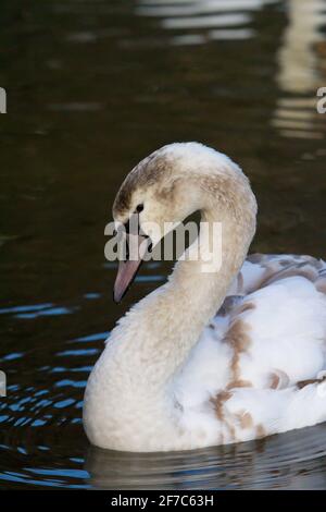 Schwan auf dem Wasser Stockfoto