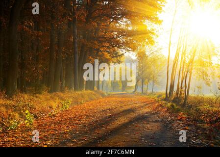 Wunderschöner herbstlicher Park. Naturszene mit Sonnenstrahlen. Stockfoto