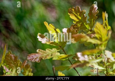 Die Eichenblätter auf den hellen Tag auf den Zweig, im Frühling Stockfoto