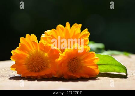 Topf Marigold (Calendula officinalis) mit grünem Blatt auf einem Holzbrett. Orange blühende Heilpflanze der Familie der Asteraceae. Stockfoto