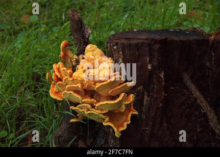 Laetiporus sulfureus wächst auf verfaulten Baumstumpf im Wald. Bekannt auch als Krabbe-of-the-Woods oder Huhn-of-the-Woods ist es ein essbarer Bracket-Pilz. Stockfoto