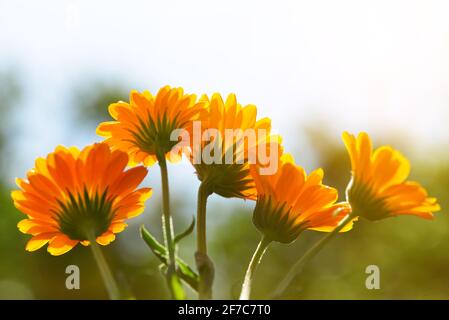 Pot Marigold (Calendula officinalis) auf unscharfen Hintergrund. Orange blühende Heilpflanze der Familie der Asteraceae. Stockfoto