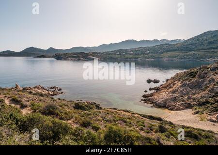 Wilde Blumen in der Blüte in der Macchia von einem kleinen Kiesstrand an der Küste von La Revellata in der Balagne-Region von Korsika mit der Zitadelle von Calvi an Stockfoto